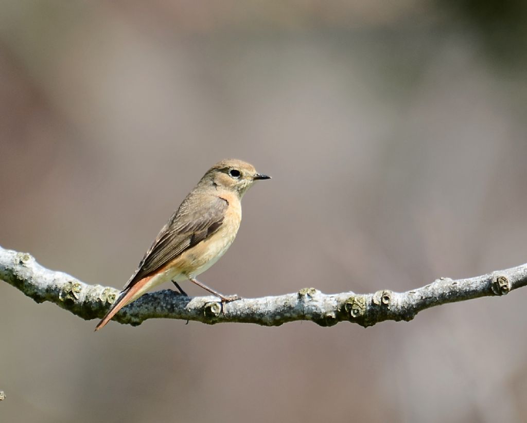 il Birdwatching al tempo del Covid 19